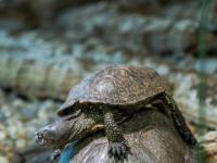 Europäische Sumpfschildkröte